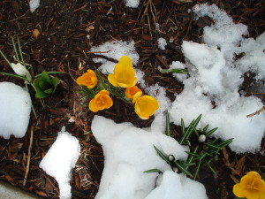 flowers in snow